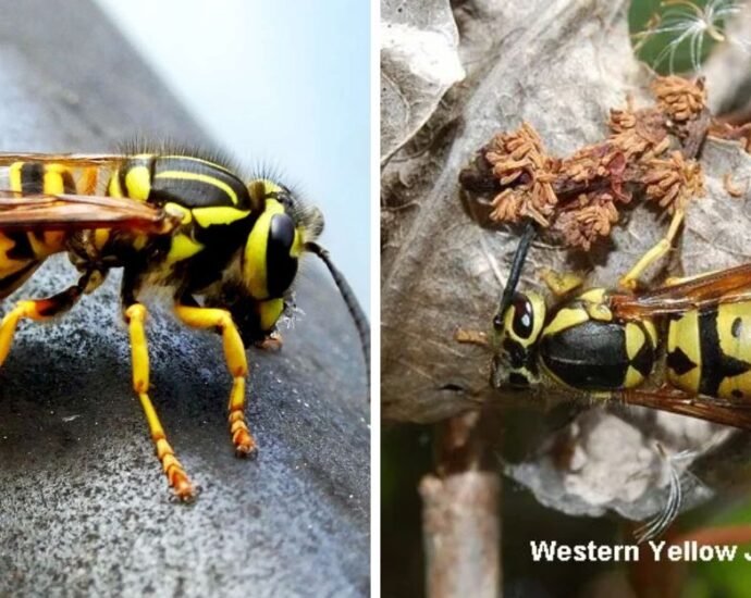 how to get rid of yellow jackets