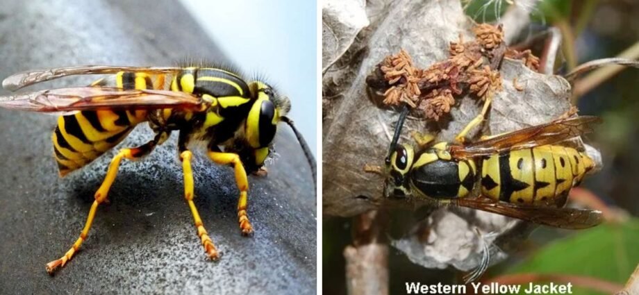 how to get rid of yellow jackets