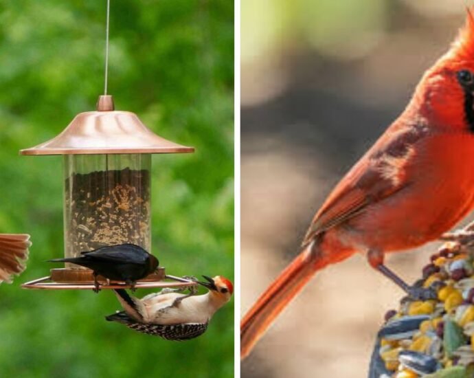 How to Attract Birds