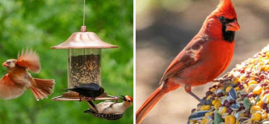 How to Attract Birds