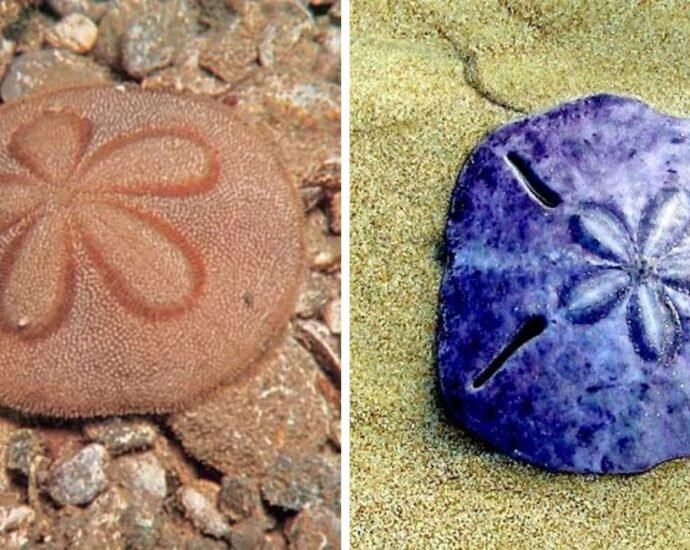 sand dollar