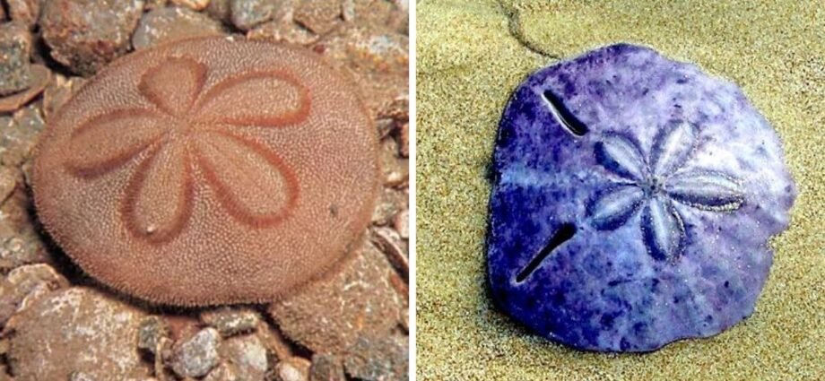 sand dollar