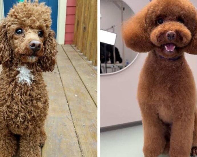 teacup poodle