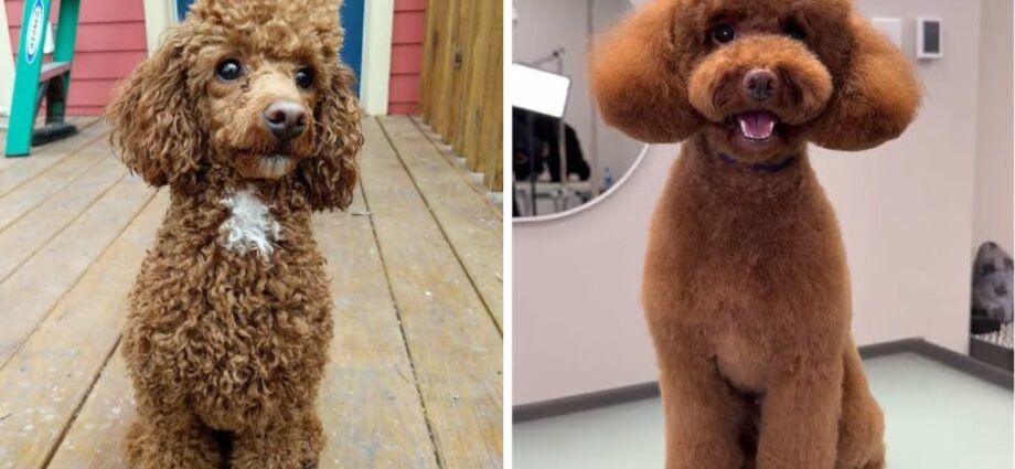 teacup poodle