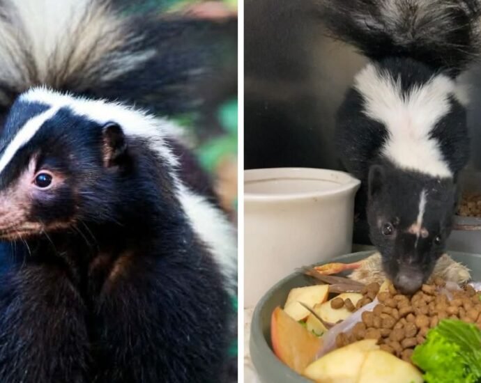 what do skunks eat