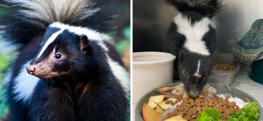 what do skunks eat