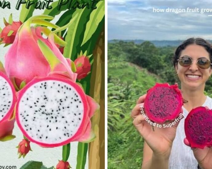 Pitaya