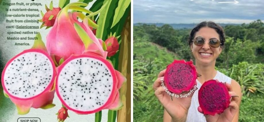 Pitaya