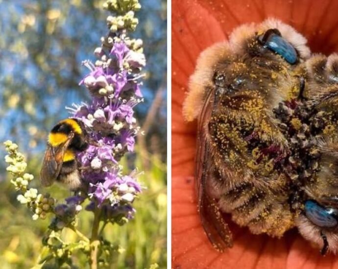 Polar Bees