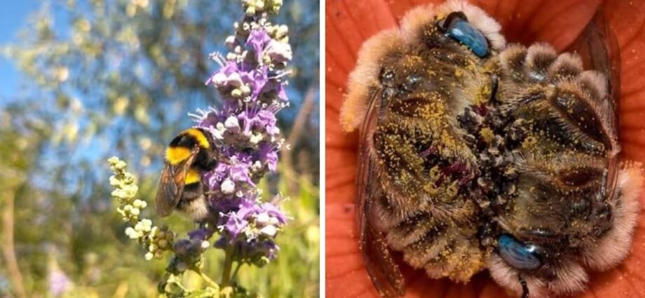 Polar Bees