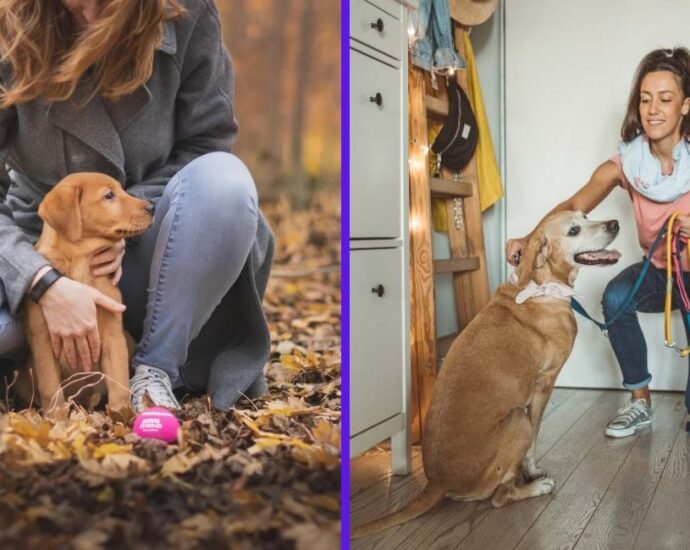 dog sitter