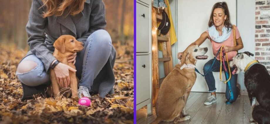 dog sitter