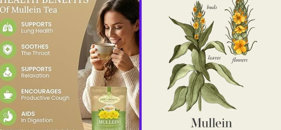 mullein tea