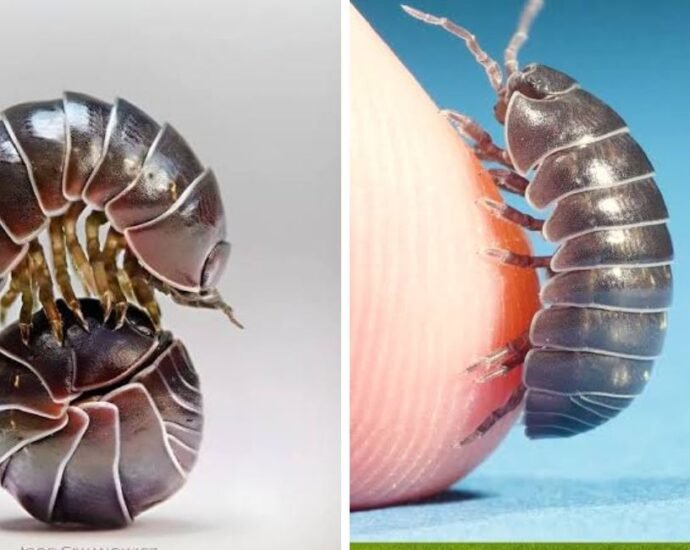 roly poly