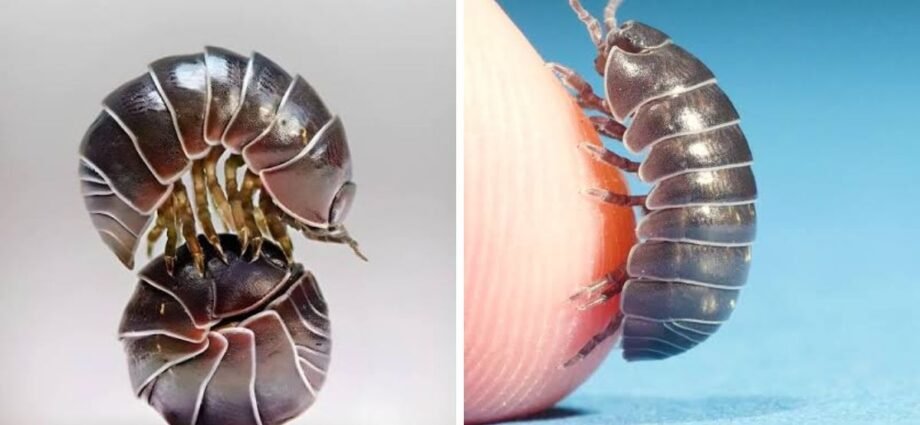 roly poly